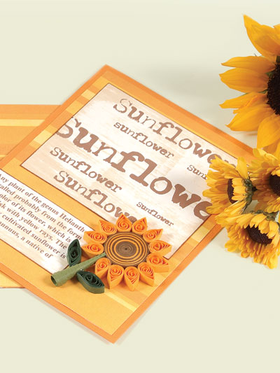 Sunflower Defined photo